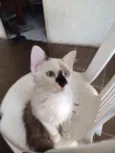 Fofo