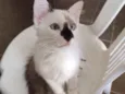 Fofo