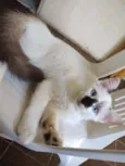 Fofo