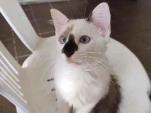 Gato raça Sem raça definida idade 2 a 6 meses nome Fofo