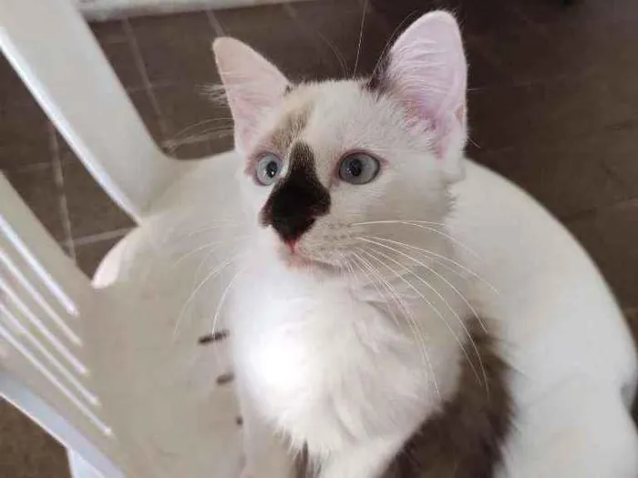 Gato ra a Sem raça definida idade 2 a 6 meses nome Fofo