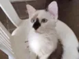 Fofo