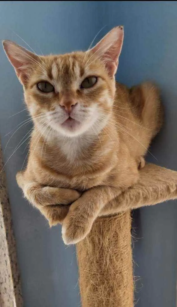 Gato ra a Srd idade 7 a 11 meses nome Angel