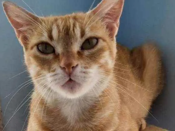 Gato ra a Srd idade 7 a 11 meses nome Angel