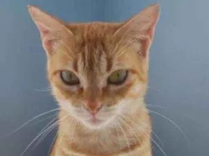 Gato raça Srd idade 7 a 11 meses nome Angel