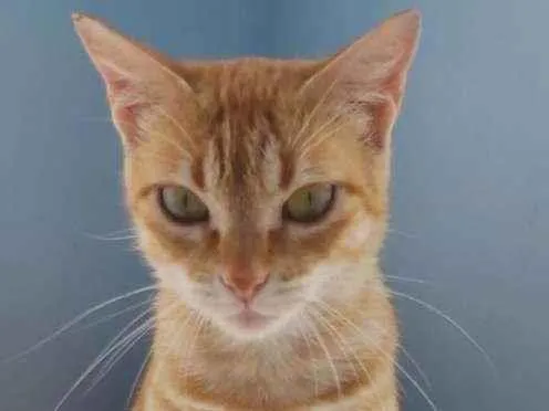 Gato ra a Srd idade 7 a 11 meses nome Angel