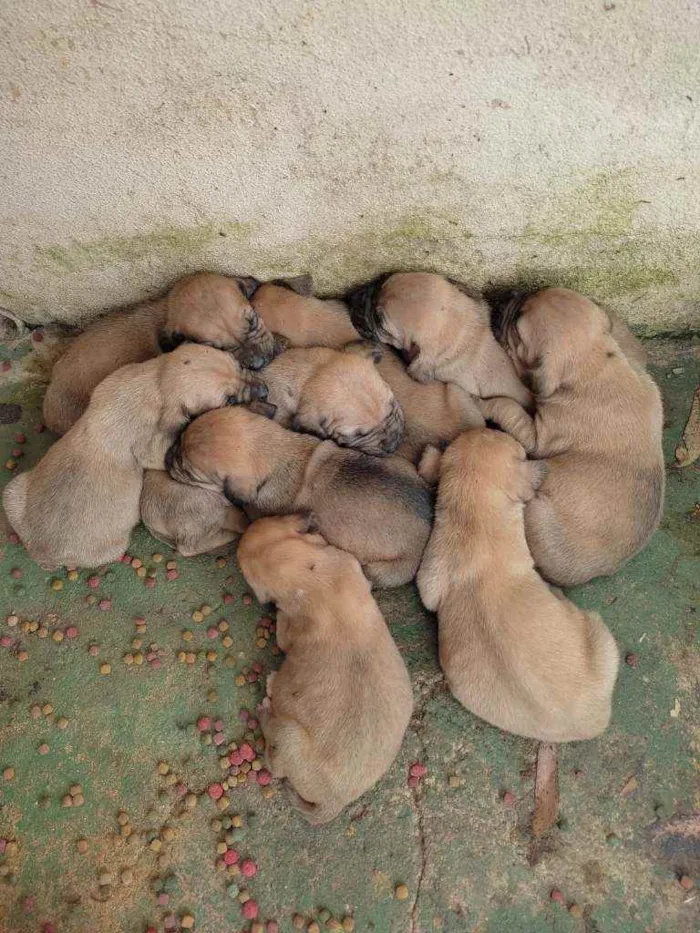 Cachorro raça Fila idade Abaixo de 2 meses nome Fila