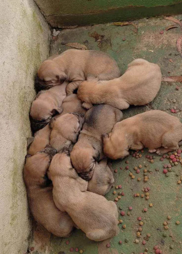 Cachorro raça Fila idade Abaixo de 2 meses nome Fila