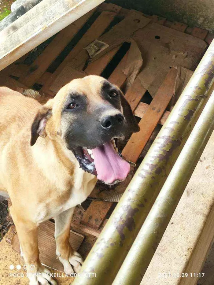Cachorro raça Fila idade Abaixo de 2 meses nome Fila