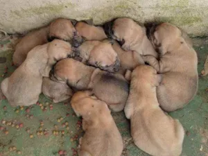 Cachorro raça Fila idade Abaixo de 2 meses nome Fila
