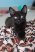 Maju
