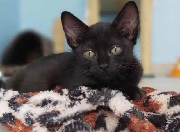 Gato ra a Srd idade 2 a 6 meses nome Maju
