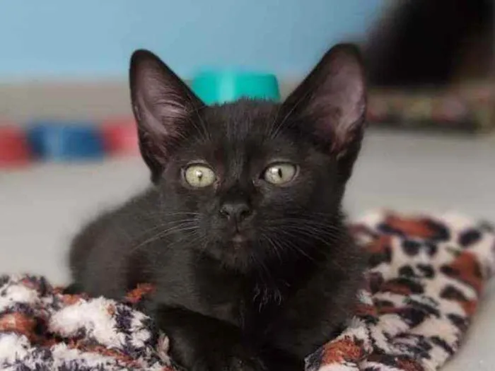 Gato ra a Srd idade 2 a 6 meses nome Maju