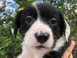 Cachorro raça SRD idade Abaixo de 2 meses nome Sem Nome
