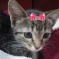 Belinha 