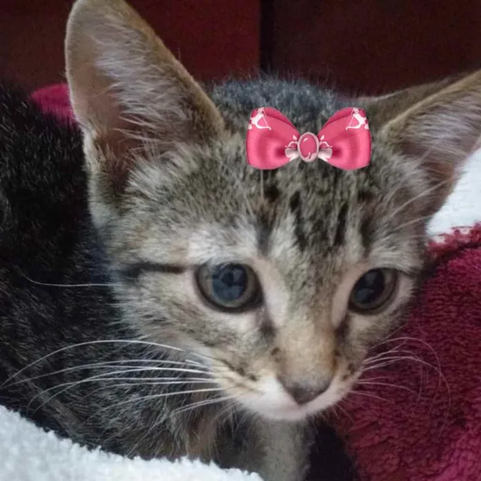 Gato ra a Mestiça  idade 2 a 6 meses nome Belinha 