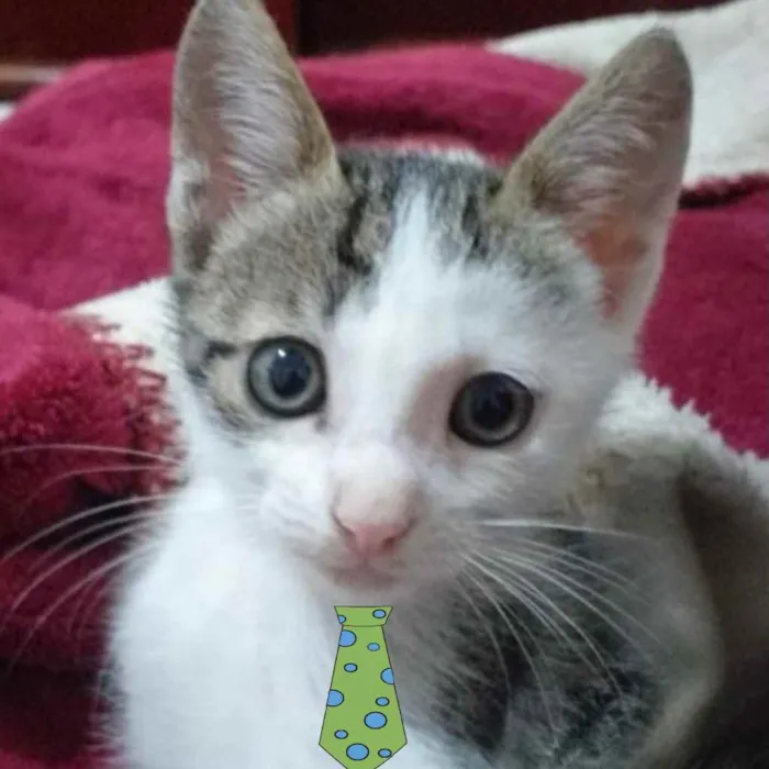 Gato raça Mestiço  idade 2 a 6 meses nome Tom 