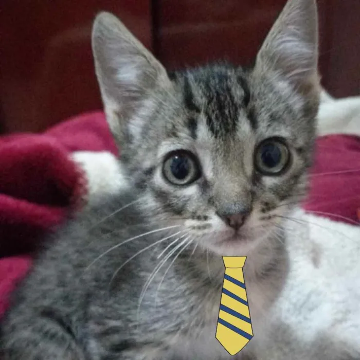 Gato ra a Mestiço  idade 2 a 6 meses nome Bento 