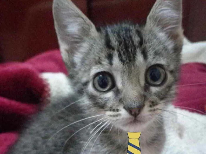 Gato ra a Mestiço  idade 2 a 6 meses nome Bento 