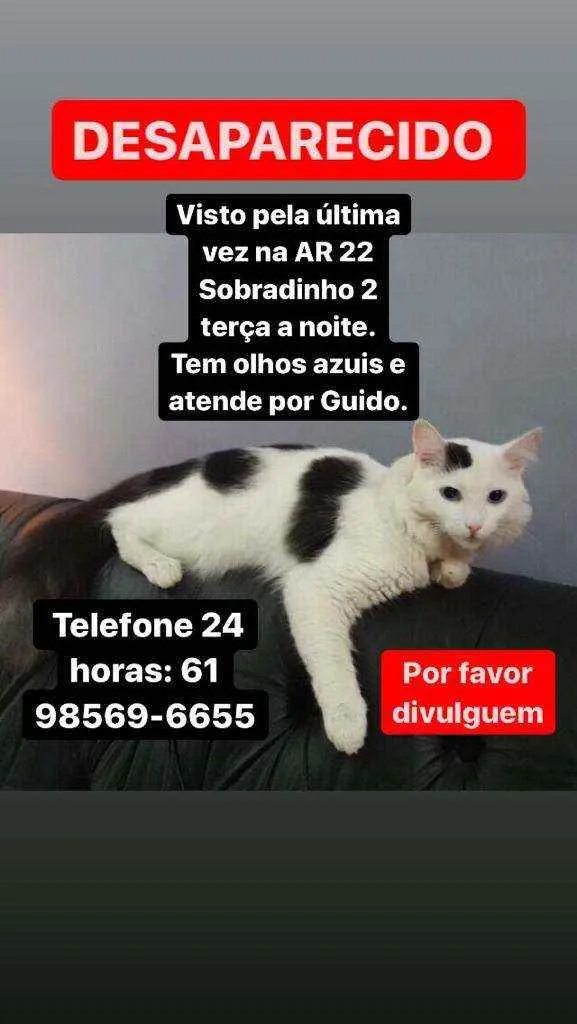 Gato ra a  idade 4 anos nome Güido