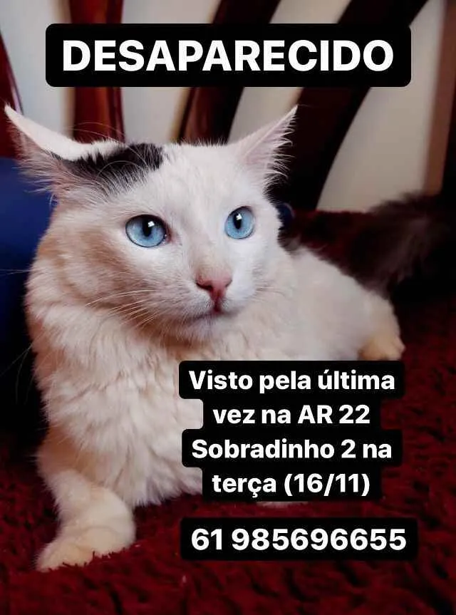 Gato ra a  idade 4 anos nome Güido