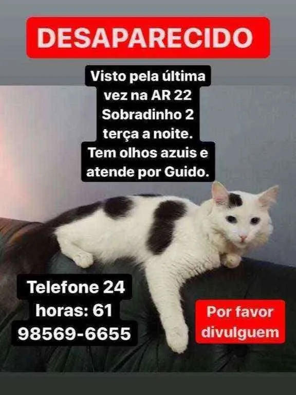 Gato ra a  idade 4 anos nome Güido