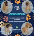 Miguelzinho