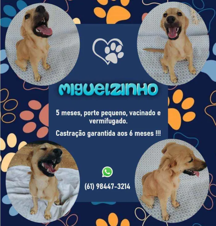 Cachorro ra a srd idade 2 a 6 meses nome Miguelzinho