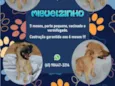 Miguelzinho