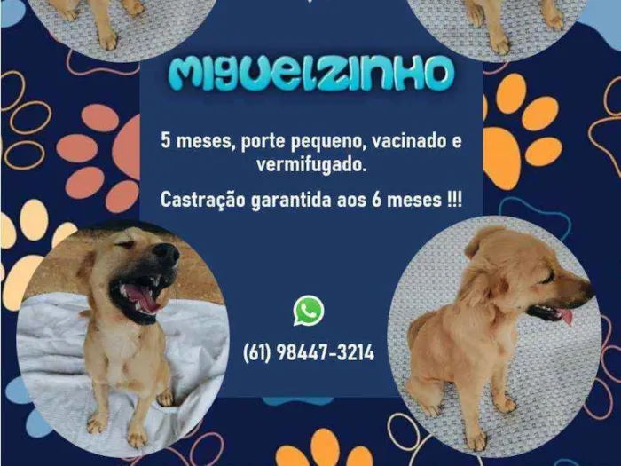 Cachorro ra a srd idade 2 a 6 meses nome Miguelzinho