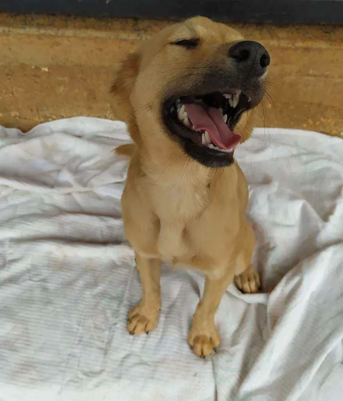 Cachorro ra a srd idade 2 a 6 meses nome Miguelzinho
