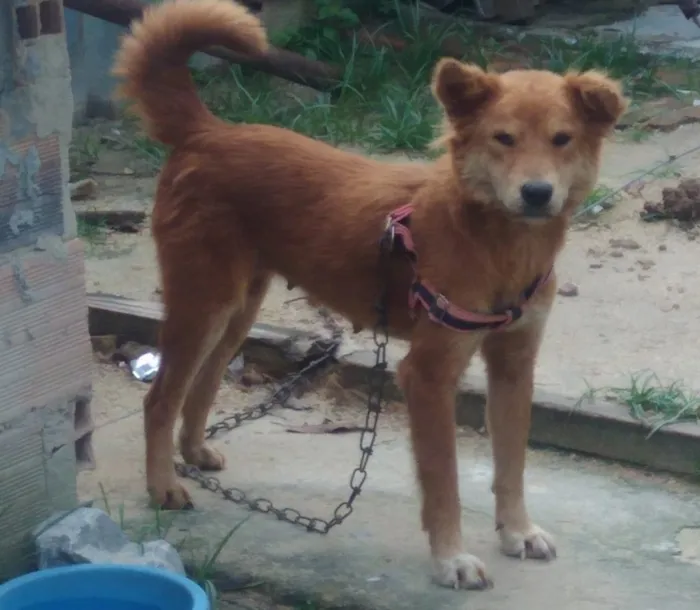 Cachorro ra a misto idade 2 a 6 meses nome sem nomes