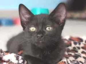Gato raça Srd idade 2 a 6 meses nome Maju