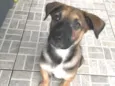 Cachorro raça SRD idade 2 a 6 meses nome Luke