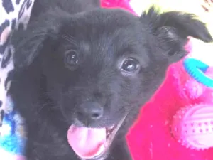 Cachorro raça SRD  idade 2 a 6 meses nome Sem Nome