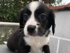Cachorro raça SRD  idade Abaixo de 2 meses nome Sem nome