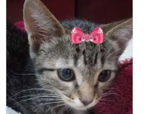 Gato raça Mestiça  idade 2 a 6 meses nome Belinha 