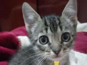 Gato raça Mestiço  idade 2 a 6 meses nome Bento 