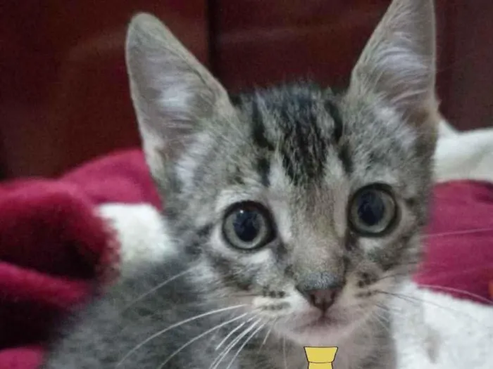 Gato ra a Mestiço  idade 2 a 6 meses nome Bento 