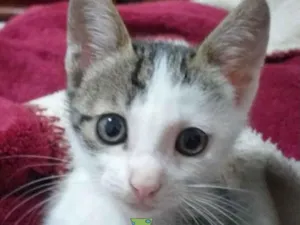 Gato raça Mestiço  idade 2 a 6 meses nome Tom 
