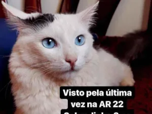 Gato raça  idade 4 anos nome Güido