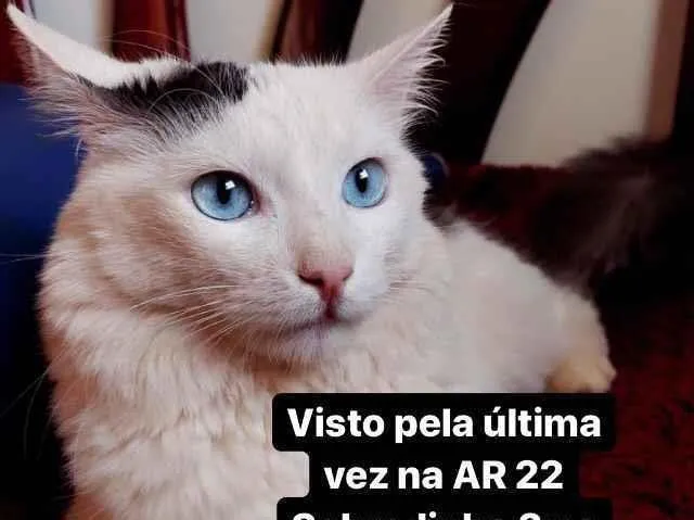 Gato ra a  idade 4 anos nome Güido