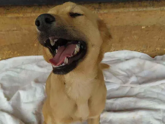 Cachorro ra a srd idade 2 a 6 meses nome Miguelzinho