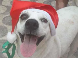 Cachorro raça Srd idade 2 anos nome Cloe 