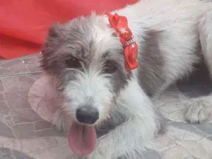 Cachorro raça SRD idade 2 anos nome Nala 