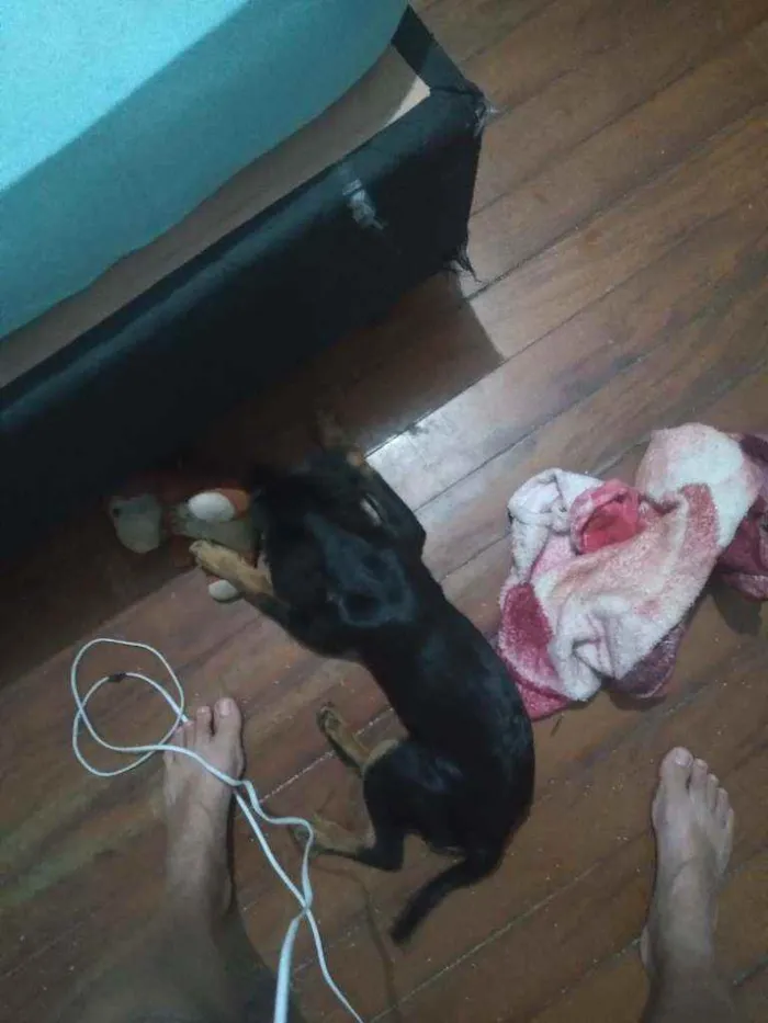 Cachorro ra a  idade 2 a 6 meses nome Paçoca