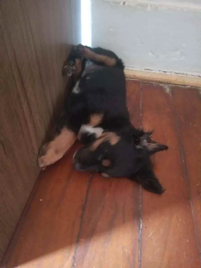 Cachorro ra a  idade 2 a 6 meses nome Paçoca