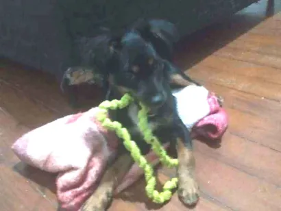 Cachorro raça  idade 2 a 6 meses nome Paçoca