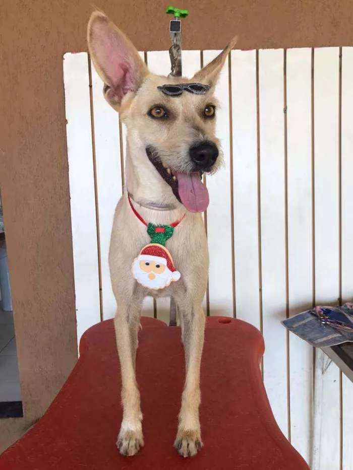 Cachorro ra a SRD idade 5 anos nome Lobinho
