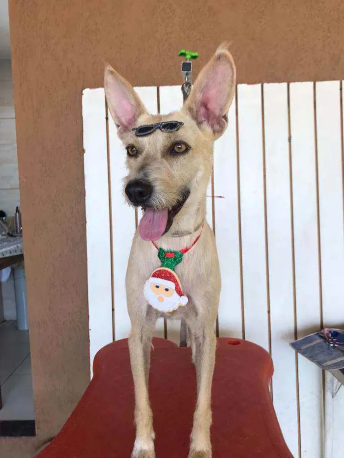 Cachorro ra a SRD idade 5 anos nome Lobinho